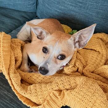 Frida -  Chiweenie Dog for Adoption in Portland, Oregon - Frida | PetCurious