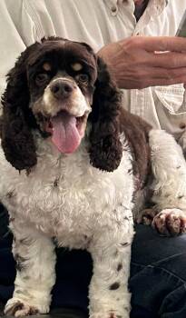 Cocker Spaniel Dogs Available for Adoption in Westwood, New Jersey - Posey (bonded Pair With Cash) | PetCurious