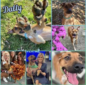 Rescue Boxer Dogs for Adoption in Kutztown, Pennsylvania - Dally | PetCurious