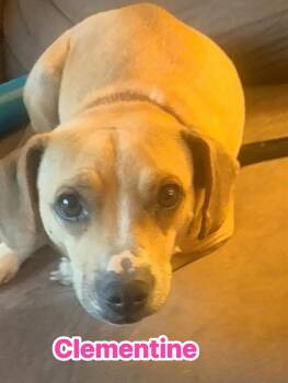 Rescue Beagle Dogs for Adoption - Clemintine | PetCurious
