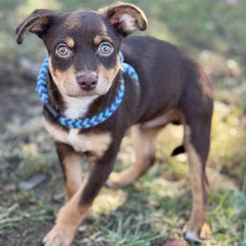 Rescue Mixed Breed Dogs for Adoption in Harrisburg, North Carolina - Taz Chester (CONC-A-8904) | PetCurious