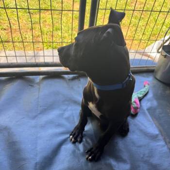 American Bulldog and Mixed Breed Dogs Available for Adoption in Blairsville, Georgia - Diesel | PetCurious
