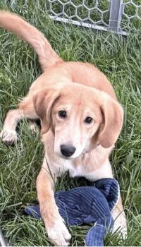 Cooper -  Labrador Retriever and Golden Retriever Dog for Adoption in Indianapolis, Indiana - Cooper | PetCurious