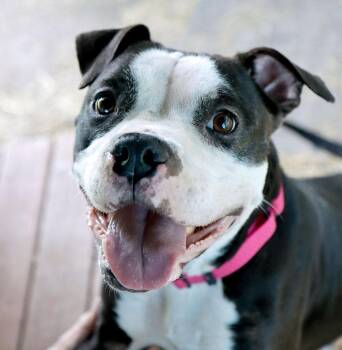 Esther (AO36883) -  American Bulldog Dog for Adoption in Kansas City, Kansas - Esther (AO36883) | PetCurious
