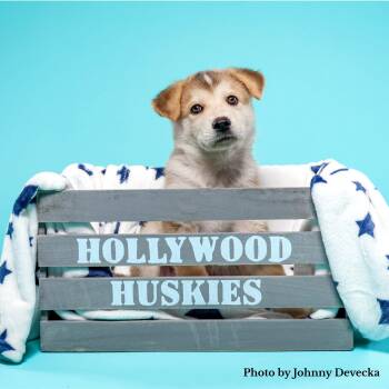 Shake (Portland) -  Shepherd and Husky Dog for Adoption in Los Angeles, California - Shake (Portland) | PetCurious