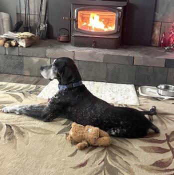Ace -  German Shorthaired Pointer Dog for Adoption in Menlo Park, California - Ace | PetCurious