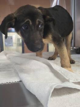 Shepherd Dogs Available for Adoption - Pen 221 Apollo | PetCurious