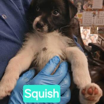Squish -  Border Collie and Mixed Breed Dog for Adoption in Chicago, Illinois - Squish | PetCurious