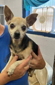 JOANNE 253-26 -  Chihuahua Dog for Adoption in Cambridge, Ohio - JOANNE 253-26 | PetCurious