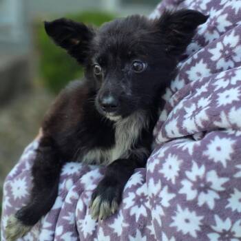 Andarna -  Mixed Breed Dog for Adoption in Orland Park, Illinois - Andarna | PetCurious