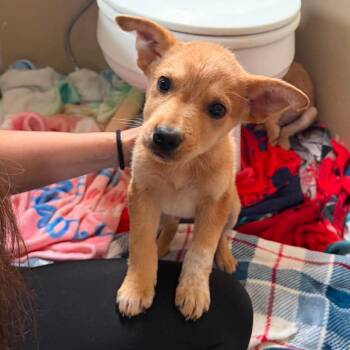 Alma -  Mixed Breed Dog for Adoption in Buffalo, Minnesota - Alma | PetCurious