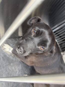 Mixed Breed Dogs Available for Adoption in Dallas, Texas - JENNY | PetCurious