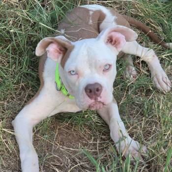 Timbo -  American Bulldog and Mixed Breed Dog for Adoption in Waco, Texas - Timbo | PetCurious