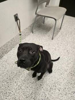Diancie -  Pit Bull Terrier and Mixed Breed Dog for Adoption in Atlanta, Georgia - Diancie | PetCurious