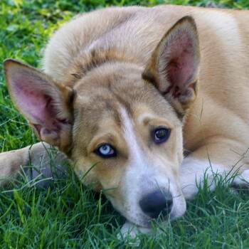 Siberian Husky and American Bulldog Dogs Available for Adoption in Krum, Texas - Leif | PetCurious