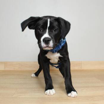 Bandit D69980 -  Pit Bull Terrier and Labrador Retriever Dog for Adoption in Minnetonka, Minnesota - Bandit D69980 | PetCurious