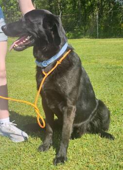 Labrador Retriever and Mixed Breed Dogs Available for Adoption in Broomfield, Colorado - Colliton / Atlas | PetCurious