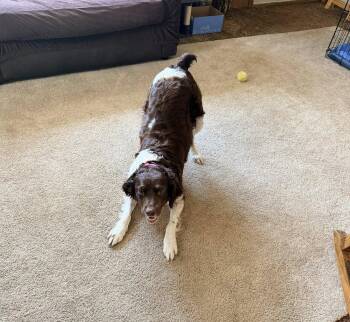 Brittany Spaniel Dogs Available for Adoption in Baldwinsville, New York - OH/Daisy | PetCurious