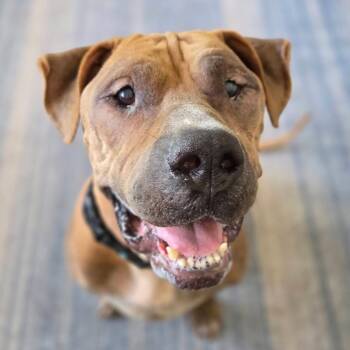 Mr. Magoo -  Shar Pei and Mixed Breed Dog for Adoption in Sarasota, Florida - Mr. Magoo | PetCurious