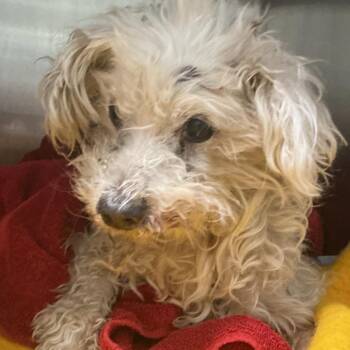 IVHS-Stray-143053 -  Miniature Poodle Dog for Adoption in San Gabriel, California - IVHS-Stray-143053 | PetCurious