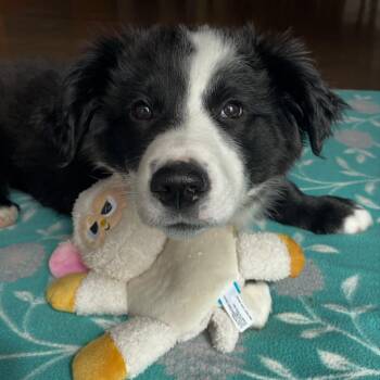 Border Collie and Corgi Dogs Available for Adoption in Friday Harbor, Washington - Crunchwrap | PetCurious