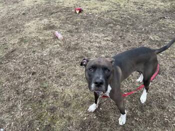 Labrador Retriever and Mixed Breed Dogs Available for Adoption - ZOE | PetCurious