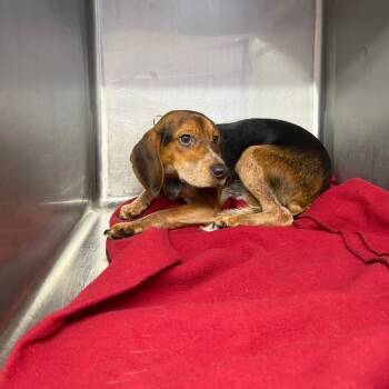 Rescue Beagle Dogs for Adoption in Northbrook, Illinois - Gin | PetCurious