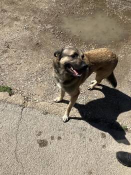 Mixed Breed Dogs Available for Adoption in Dallas, Texas - RHINO | PetCurious