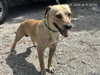 Black Mouth Cur and Labrador Retriever Dogs Available for Adoption in Ocala, Florida - BANJO | PetCurious