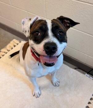 NEZUKO -  Pit Bull Terrier Dog for Adoption in Leesburg, Virginia - NEZUKO | PetCurious