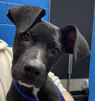 Mieka -  Labrador Retriever Dog for Adoption in Golden, Colorado - Mieka | PetCurious