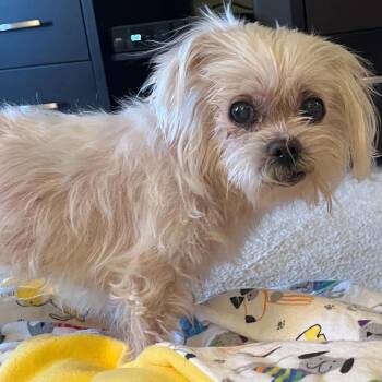 Imogen 14188 -  Maltese Dog for Adoption in San Francisco, California - Imogen 14188 | PetCurious