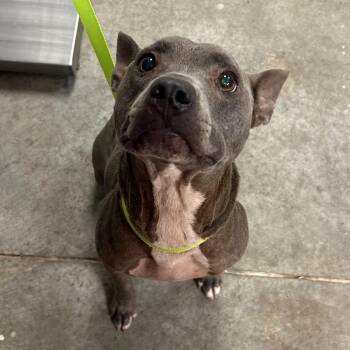 Chanel -  Mixed Breed Dog for Adoption in Emporia, Kansas - Chanel | PetCurious