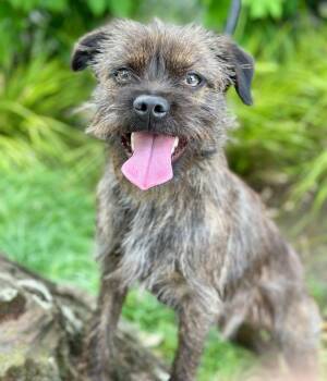 Border Terrier Dogs Available for Adoption in Palo Alto, California - Gumby | PetCurious