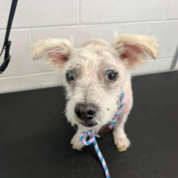 Chester D11770 -  Terrier and Chinese Crested Dog Dog for Adoption - Chester D11770 | PetCurious