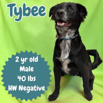 Tybee -  Flat Coated Retriever and Collie Dog for Adoption in Sorrento, Louisiana - Tybee | PetCurious