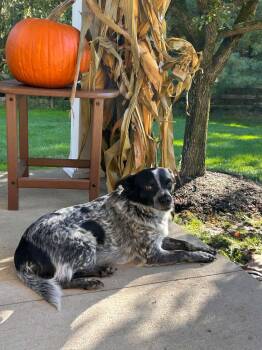 Tessie -  Australian Cattle Dog Blue Heeler Dog for Adoption in Hatfield, Pennsylvania - Tessie | PetCurious