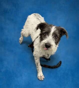 RUBY -  Schnauzer and Mixed Breed Dog for Adoption in Peoria, Illinois - RUBY | PetCurious