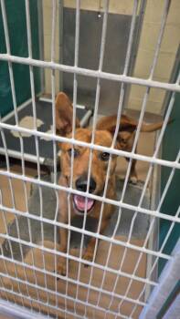 Rhodesian Ridgeback and Mixed Breed Dogs Available for Adoption in Texas City, Texas - MOLLY | PetCurious