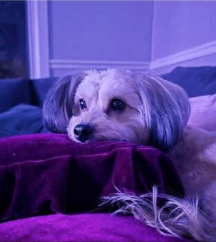 Sadie -  Mixed Breed Dog for Adoption in Dorr, Michigan - Sadie | PetCurious