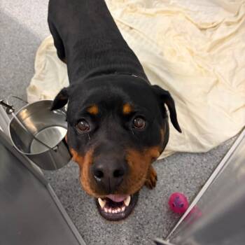 Judith -  Mixed Breed Dog for Adoption in Mentor, Ohio - Judith | PetCurious
