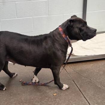 Nala -  Pit Bull Terrier Dog for Adoption in Chattanooga, Tennessee - Nala | PetCurious