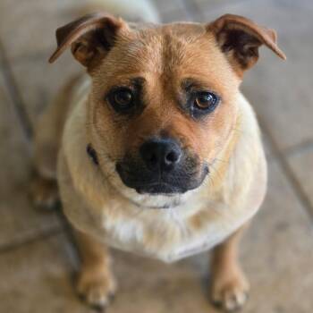 Peaches -  Pug and Chihuahua Dog Available for Adoption in Salem, Oregon - Peaches | PetCurious