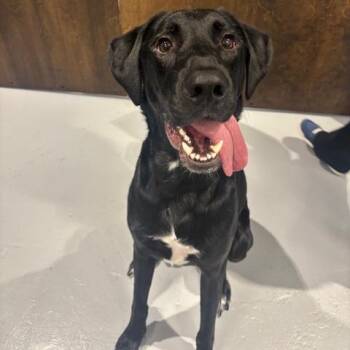 Draco -  German Shorthaired Pointer and Mixed Breed Dog for Adoption in Mooresville, North Carolina - Draco | PetCurious