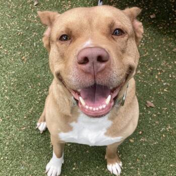 Mixed Breed Dogs Available for Adoption in Providence, Rhode Island - Bunny | PetCurious