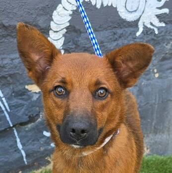 Spirea -  Australian Kelpie Dog for Adoption in Newport, Tennessee - Spirea | PetCurious