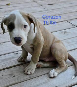 Corazon -  Pit Bull Terrier and Labrador Retriever Dog for Adoption in Welling, Oklahoma - Corazon | PetCurious