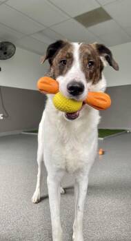 Rescue Hound and Collie Dogs for Adoption in Plainfield, Illinois - Niko (Gahanna, OH) | PetCurious