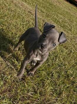 Minnie Mouse (Born 04/27/26) -  Pit Bull Terrier Dog for Adoption in Troy, Alabama - Minnie Mouse (Born 04/27/26) | PetCurious