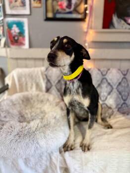 Australian Cattle Dog Blue Heeler and Labrador Retriever Dogs Available for Adoption - Mariah | PetCurious